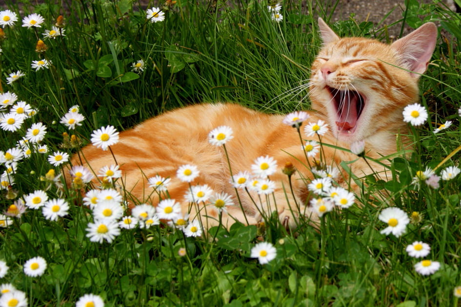 Z&eacute;nitude animale