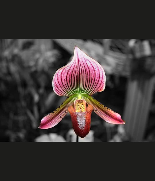 Couleurs d'orchid&eacute;e