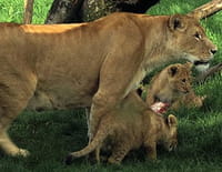 Zoo Nursery France : Entre les gouttes au Cerza