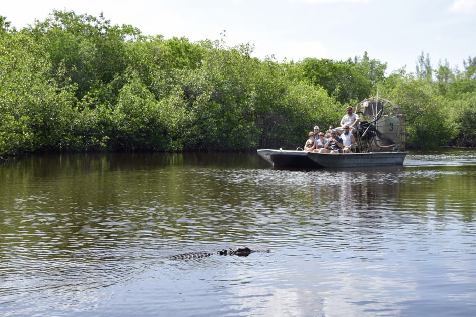 Les Everglades, le royaume des alligators