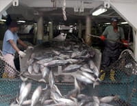 Cash investigation : Pêche industrielle : gros poissons en eaux troubles