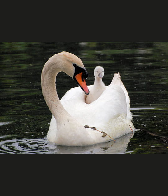 Le pragmatisme du cygne
