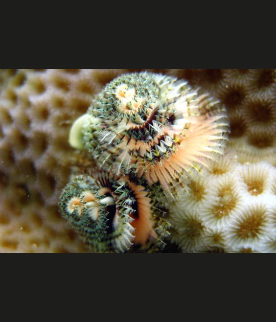 Vers spiral&eacute;s