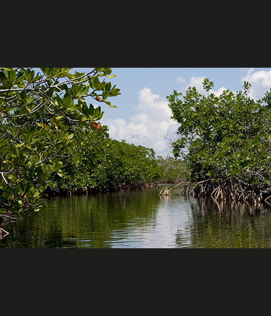La mangrove de l'&icirc;le de Grand Bahama