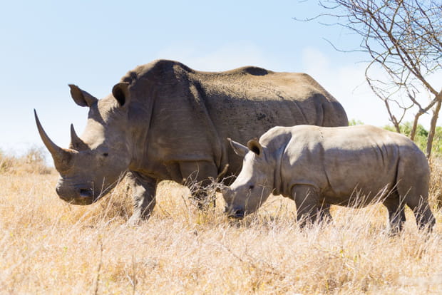 La réserve d'Hluhluwe-Umfolozi en Afrique du Sud