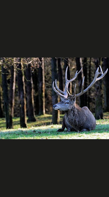 La mue du cerf