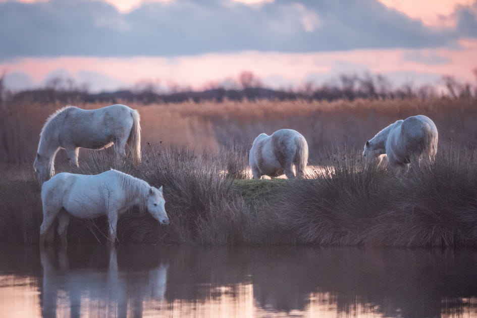 La R&eacute;serve Nationale de Camargue, un Eden sauvage en France