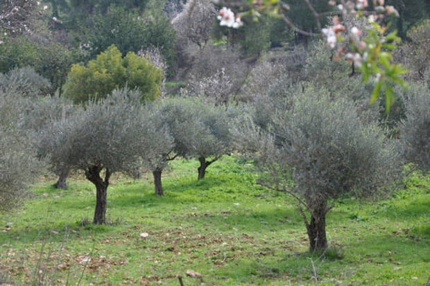 Le jardin de Gethsémani et ses oliviers