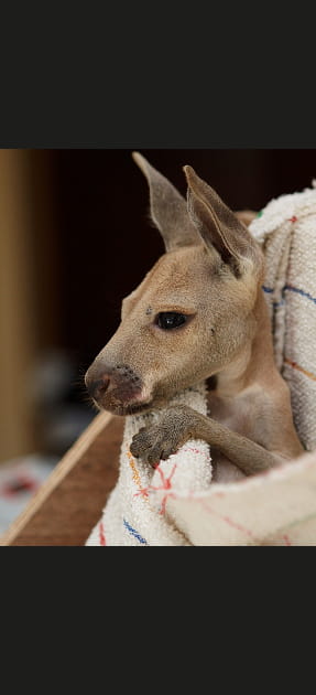 Un b&eacute;b&eacute; kangourou en danger