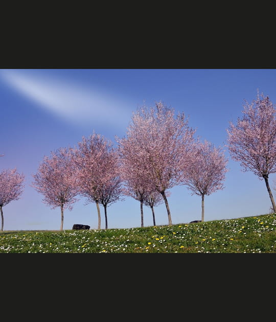 Hommage au printemps