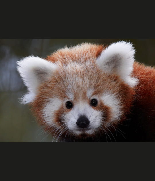 Les doux yeux du panda roux