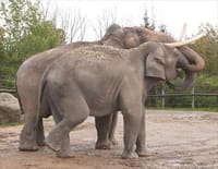 Au coeur du zoo : Heureuse naissance