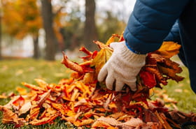 Ne jetez pas vos feuilles mortes&nbsp;! Elles sont un tr&eacute;sor tr&egrave;s utile pour votre jardin