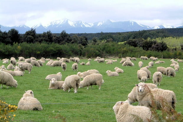 18h : les moutons broutent en Nouvelle-Zélande