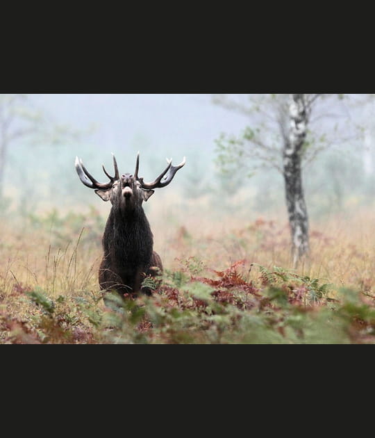 Le brame du cerf