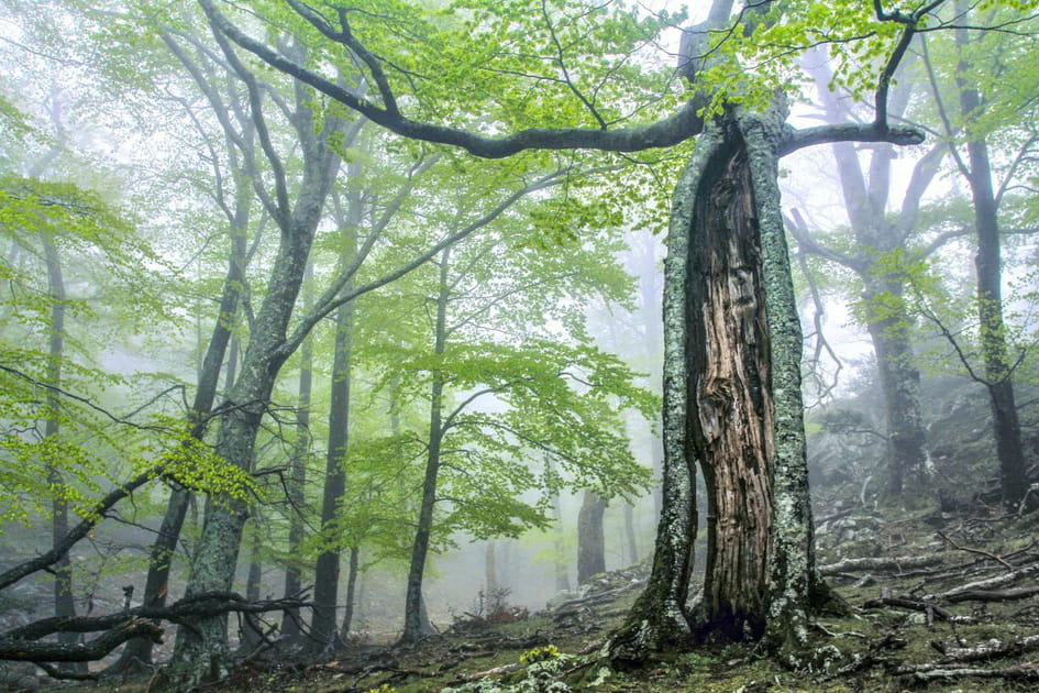 Les for&ecirc;ts primaires et anciennes de h&ecirc;tres des Carpates et d'autres r&eacute;gions d'Europe