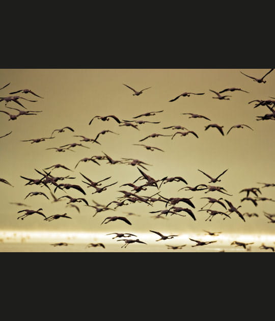 La migration