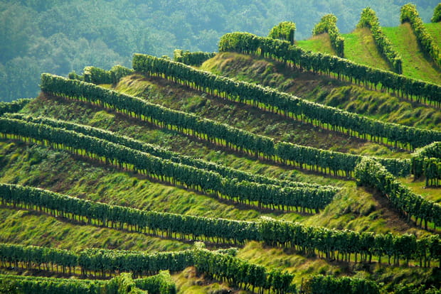 Irouléguy, un vignoble basque haut perché