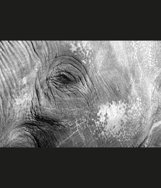 Bel &oelig;il d'&eacute;l&eacute;phant