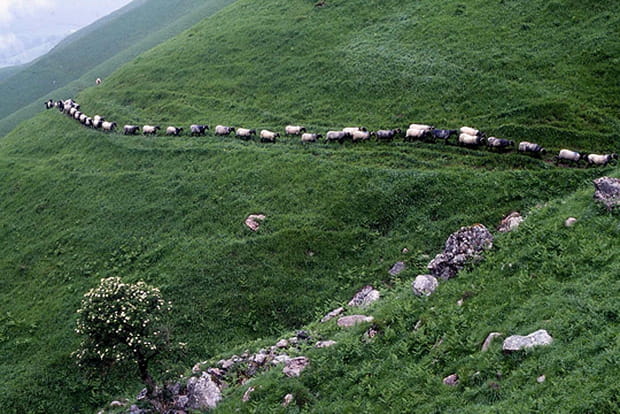 Transhumance