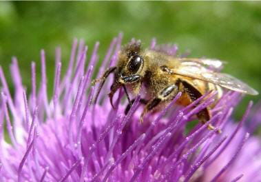 ce type de photo s'apparente plus à la proxyphotographie qu'à la macro. 