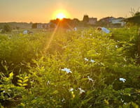 Fleurs à parfum, retour en Grasse