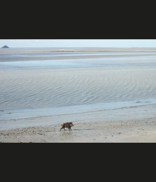 Un sanglier &agrave; la plage...
