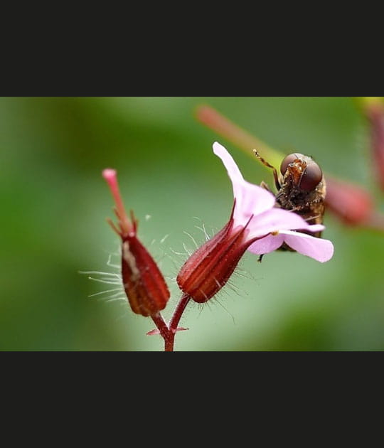 Abeille
