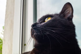 &quot;La famille est folle de joie&nbsp;!&quot; Doudou, un chat disparu depuis 5&nbsp;ans, de retour dans son foyer