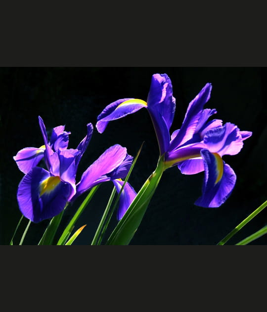 Iris