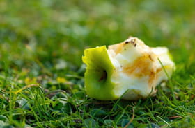 Les Fran&ccedil;ais sont tous encourag&eacute;s &agrave; mettre d&egrave;s maintenant ces morceaux de fruits dans le jardin