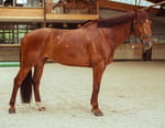 Au galop !