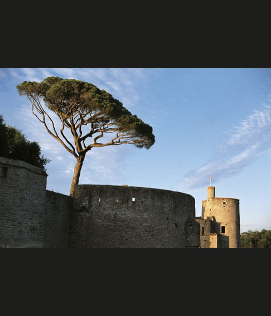 Le pin du ch&acirc;teau de Clisson