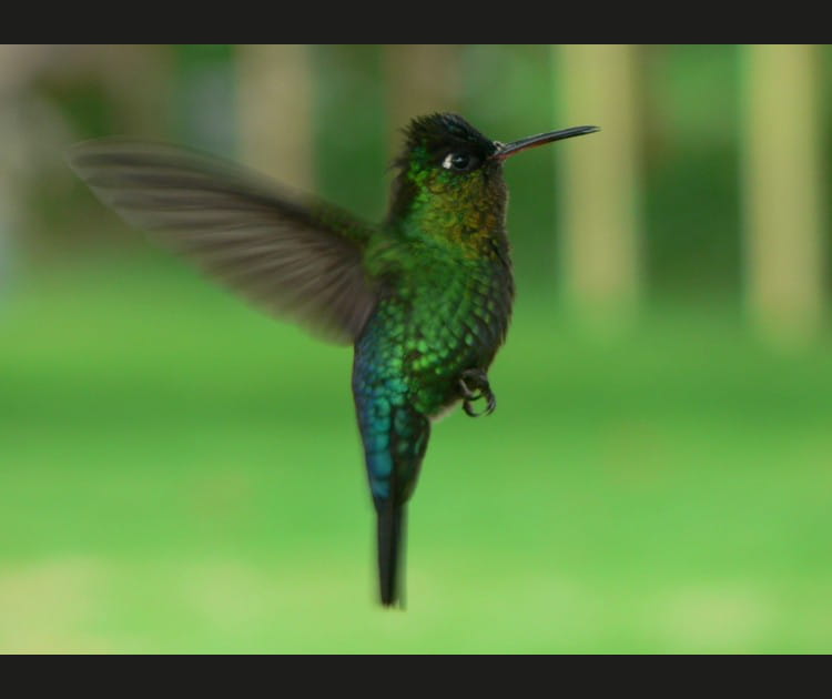 Colibri vert