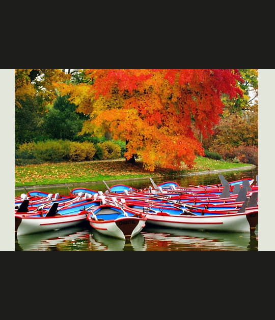 Les barques et l'arbre rouge