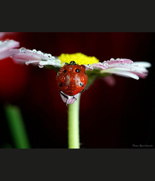 Escalade de la p&acirc;querette