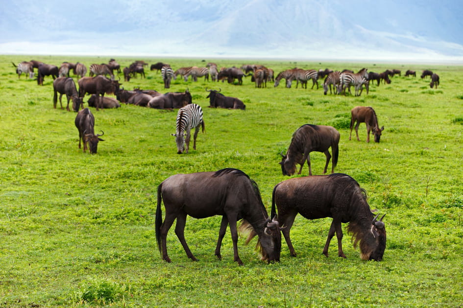 Ces destinations sont litt&eacute;ralement envahies par les animaux&nbsp;: La plaine du Serengeti en Tanzanie