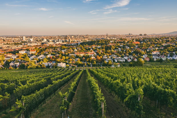 20 coups de coeur : se promener dans le vignoble viennois