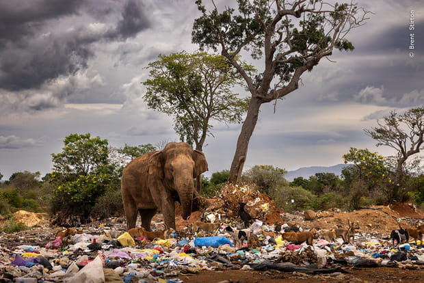 "Taureau dans une décharge" par Brent Stirton (Afrique du Sud)