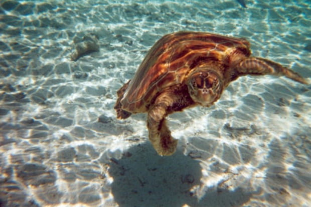 Petite merveille en eau claire