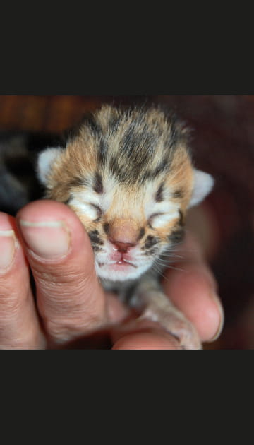 Un adorable b&eacute;b&eacute; chat