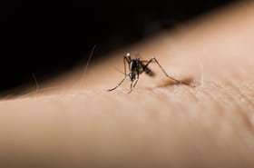 Chikungunya&nbsp;: l'&eacute;pid&eacute;mie continue de ralentir, mais elle n'est pas encore termin&eacute;e