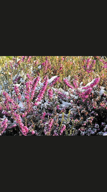 Terre de bruy&egrave;re