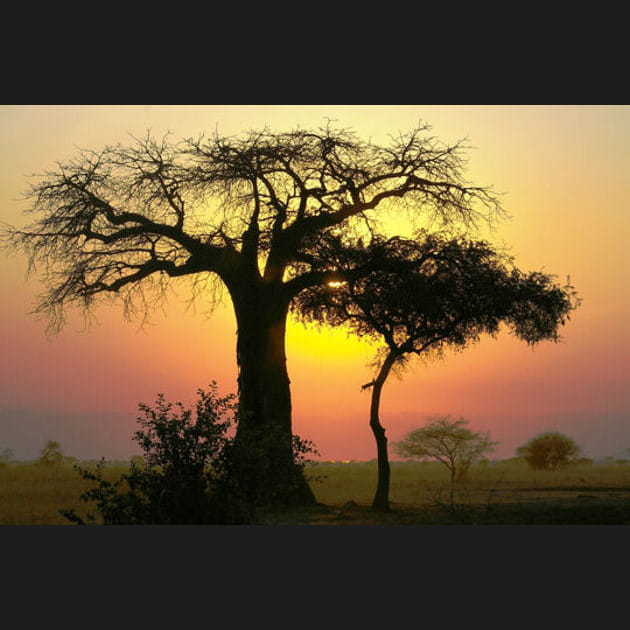 Dans le Parc national de Tarangire en Tanzanie