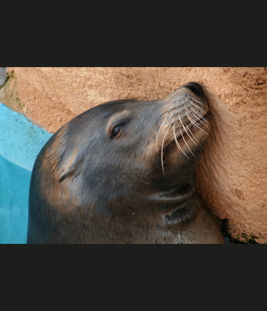 La bouille des otaries