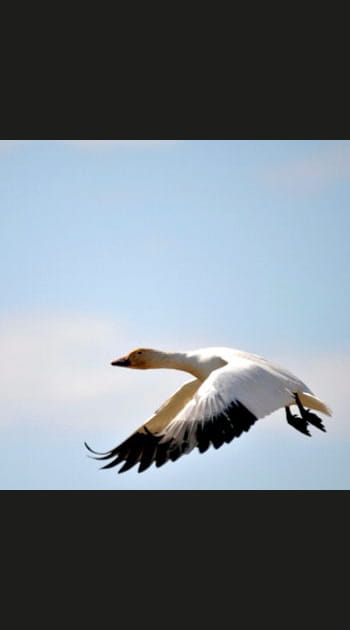La migration des oies des neiges
