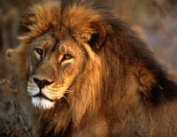Suprême Animal : Le lion, la chouette et la grenouille