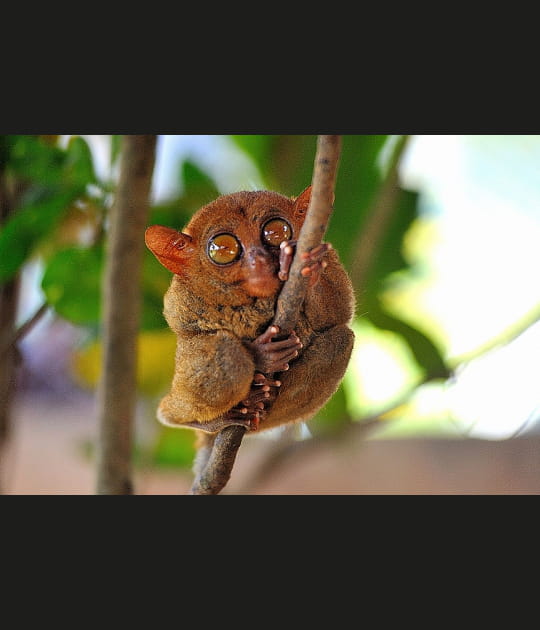 Le tarsier