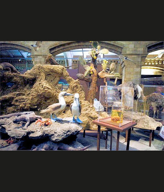 Lien entre mammif&egrave;res, reptiles et oiseaux&nbsp;?