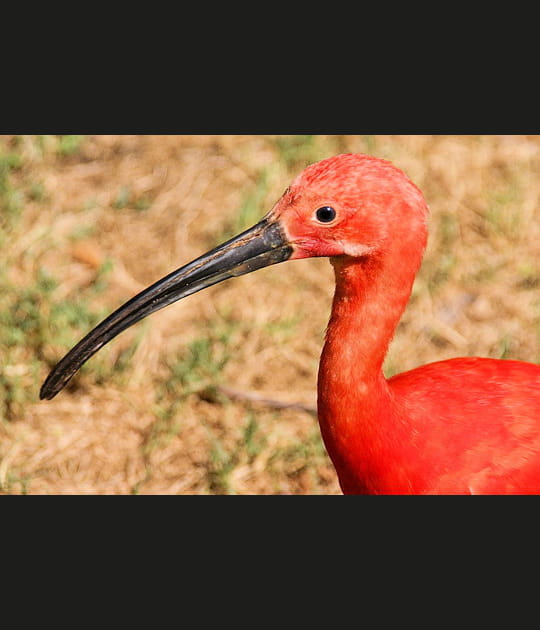 Rouge et noir